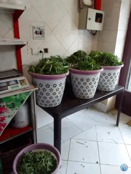 عکس سبزیجات آماده ترنج محمدشهر کرج 2