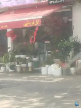 عکس شکوفه سرای فلورا، مصباح، کرج 2