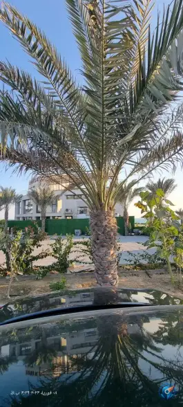 عکس کافه رستوران توسکا، سوزا، قشم 4