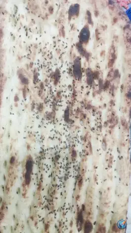 عکس نان بربری آزادپز، غدیر اصفهان 2