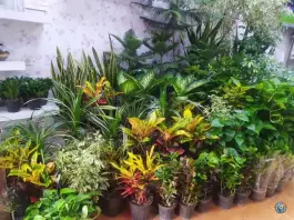 عکس گل فروشی سوگند، رباط اول، اصفهان 4