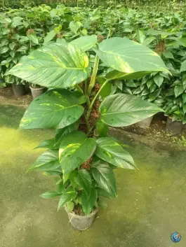 گلفروشی قم گل، حافظ ۳، قم