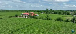 عکس استخر پرورش ماهی خاویار سبز، فومن 3