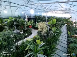عکس گلخانه رگال، کمال شهر، کرج 5