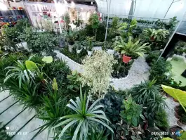 عکس گلخانه رگال، کمال شهر، کرج 6