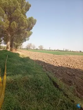 عکس مزرعه و کارخانه روغن زیتون فدک بلند نظر، قم 3
