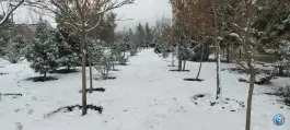 عکس فضای سبز محلی صدر شرقی اصفهان 3