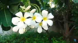 عکس هتل ریم رام عسلویه، بلوار وحدت 4