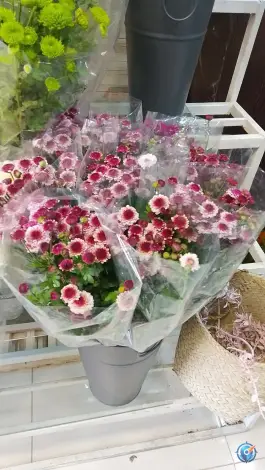 عکس های گل آریسا، کوجان، اصفهان