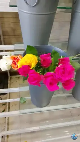 عکس گل آریسا، کوجان، اصفهان 4