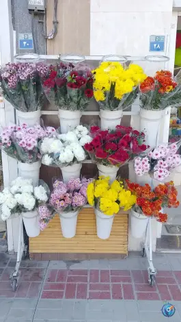 عکس گل آریسا، کوجان، اصفهان 7