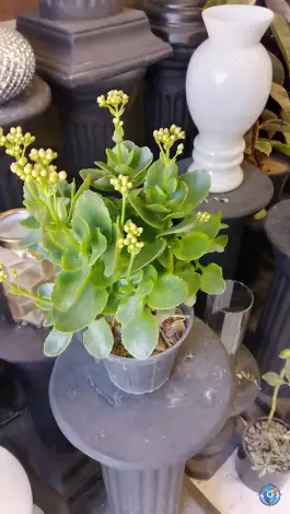 عکس گل آریسا، کوجان، اصفهان 9
