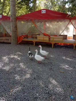 عکس دیزی سرای پل، طرقبه، مشهد 3