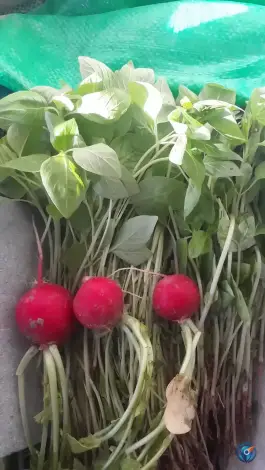 عکس میوه فروشی برکت، آل یاسین اصفهان 6
