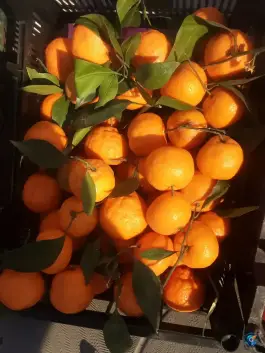 عکس میوه فروشی برکت، آل یاسین اصفهان 8