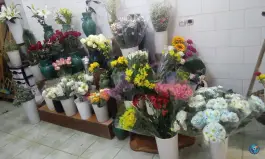 عکس گل آرامیس، آتشگاه، اصفهان 2