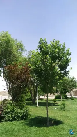 بوستان شهدای کنگاز، اریسون، اصفهان