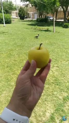 عکس بوستان شهدای کنگاز، اریسون، اصفهان 4