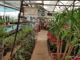 بازار گل فروشی گل کار، محله سلاخ خانه قم