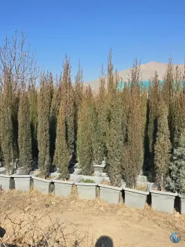 عکس بازار گل و گیاه برگ سبز هاشم پور، بلوار امیرکبیر، کرج 2