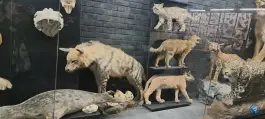 عکس مجموعه پروفسور بازیما، شاهنامه، مشهد 7
