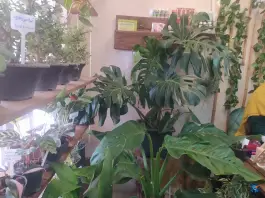 عکس گالری گل استلا، پگاه، شیراز 4