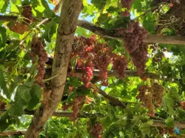 عکس عمارت شیرخان، دینور، صحنه 4