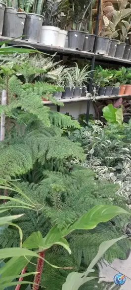 عکس گل فروشی بهارگلی، شهرک امام حسن، قم 3