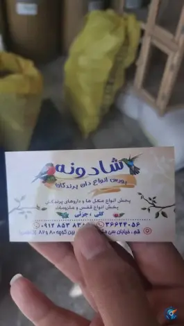 دان پرنده شادونه، هفت تیر «حاج زینل»، قم