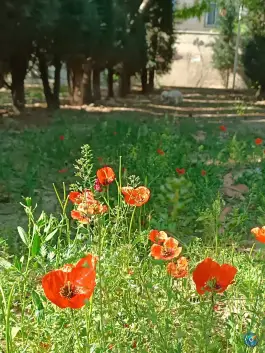 عکس بوستان خیابان ۲۰۶ مهرشهر کرج 7