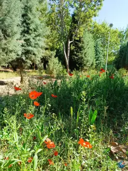 عکس بوستان خیابان ۲۰۶ مهرشهر کرج 8