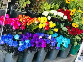 گل اریکا، شهرک امام حسین، شیراز