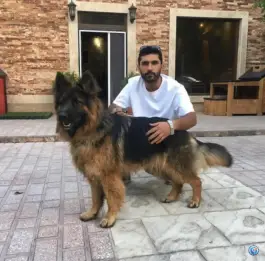 عکس باشگاه پرورش سگ ژرمن شپرد محمدشهر کرج 4