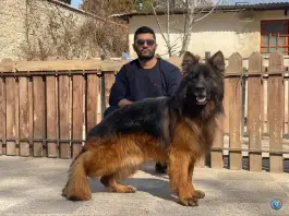 عکس باشگاه پرورش سگ ژرمن شپرد محمدشهر کرج 5