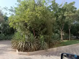 عکس بوستان ساحل، بلوار امین، قم 6