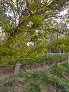عکس بوستان سعدی، محله صائب، اصفهان 7