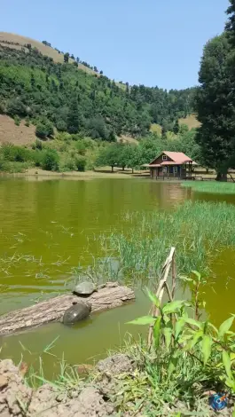 عکس دریاچه نیلوفر آبی استخرگاه، دفراز، رودبار 5