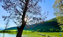 عکس دریاچه نیلوفر آبی استخرگاه، دفراز، رودبار 10
