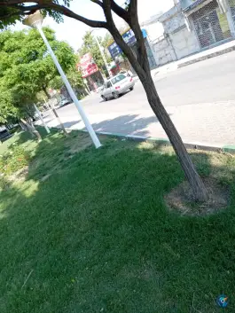 عکس طباخی لاله، بوستان مهنه، مشهد 2