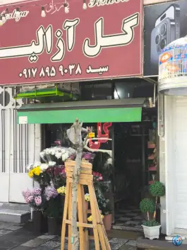 گل آزالیا لاله سپاه شمالی شیراز