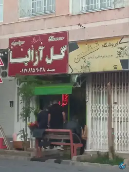 عکس گل آزالیا لاله سپاه شمالی شیراز 4