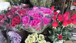 عکس گل آزالیا لاله سپاه شمالی شیراز 5