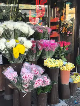 عکس گل آزالیا لاله سپاه شمالی شیراز 6