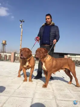 عکس پرورش سگ دهکده حیوانات، صفادشت، ملارد 2
