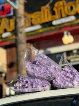 عکس گلستان گل، محله دلگشا، شهر صدرا شیراز 3