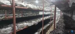 عکس پرورش قارچ پردیس هیرکان کردکوی 2