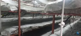 عکس پرورش قارچ پردیس هیرکان کردکوی 3