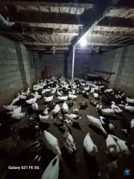 عکس استخر ماهی محمود شفیع نژاد، رودبنه، لاهیجان 3