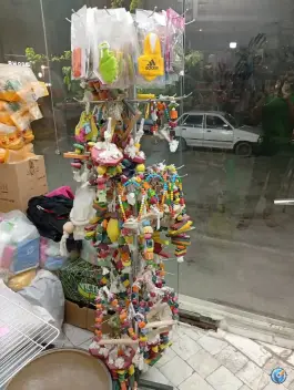 عکس دنیای پرندگان پاروت، زنبیل آباد، قم 3
