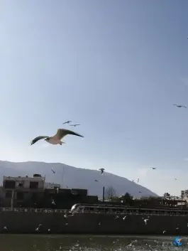 عکس جزیره نهر اعظم، محله میرزای شیرازی، شیراز 2